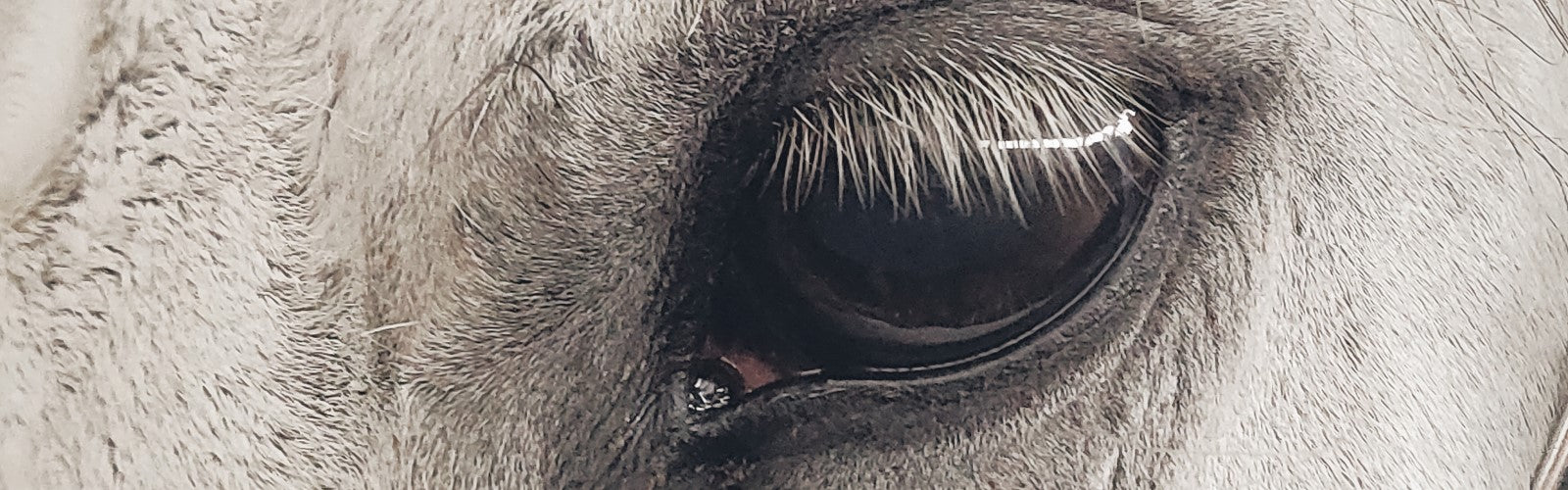 Flies and Eyes - Keeping your Horse's Eyes Healthy in Summer