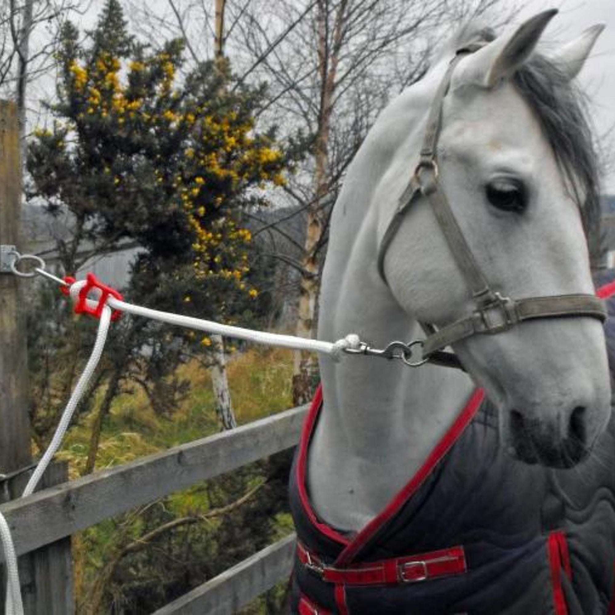 Grey horse tied to a tether tie