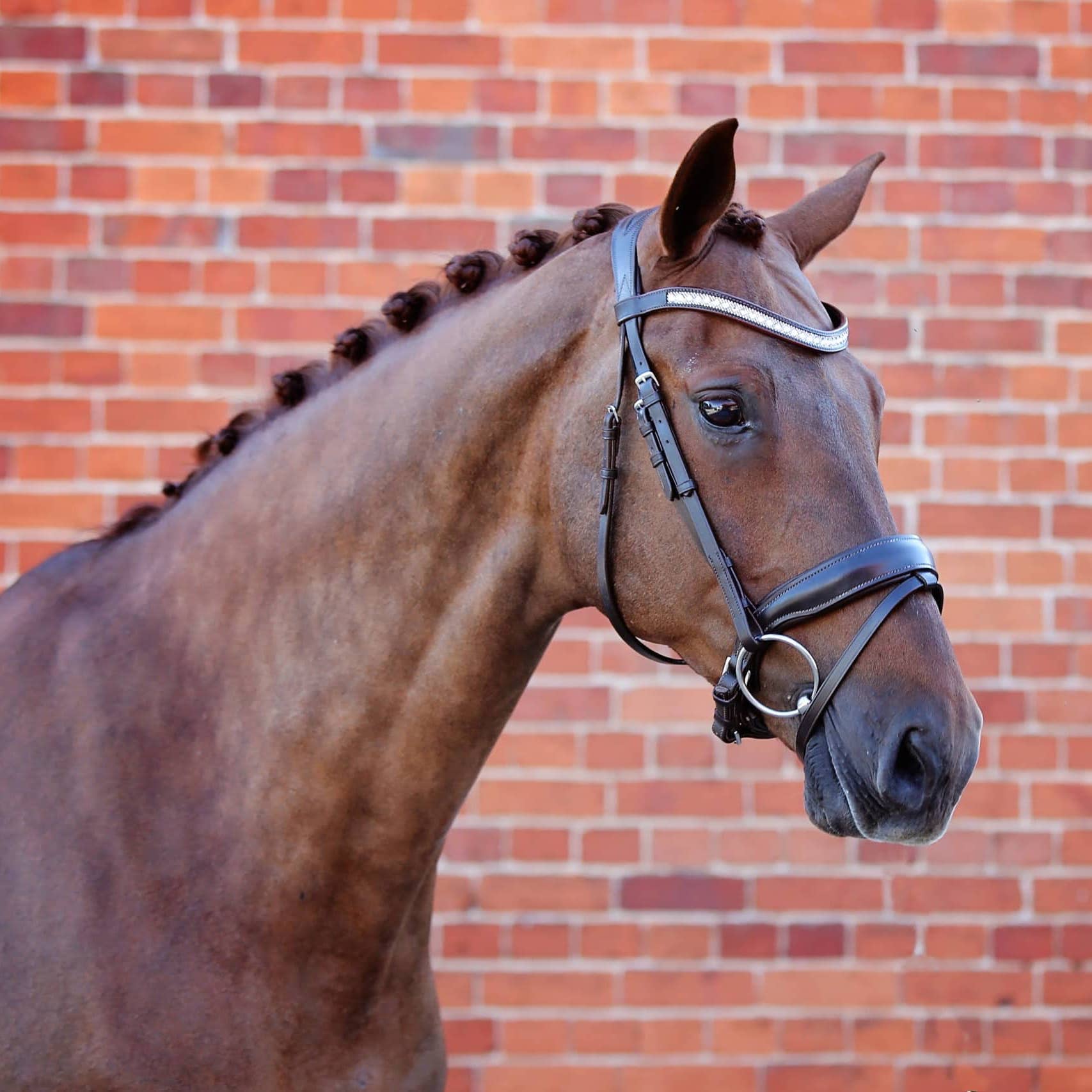 Bay horse wearing black leather majesty bridle, with diamante brow band.