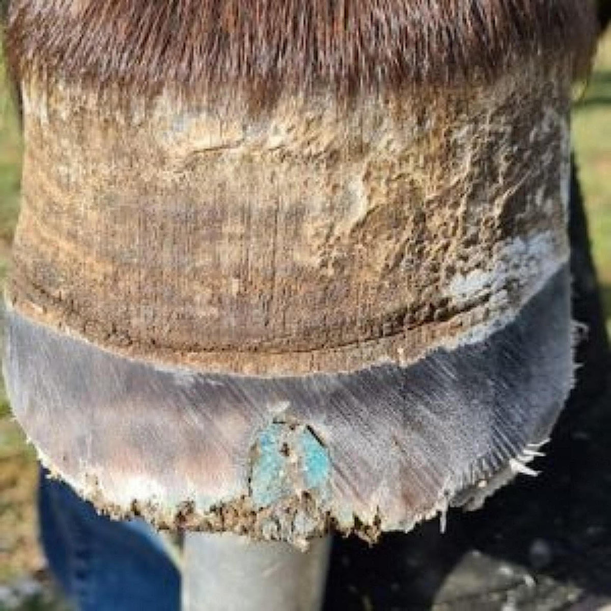 Blue Beeswax Balls filling cavity on lower part of horse&#39;s hoof.