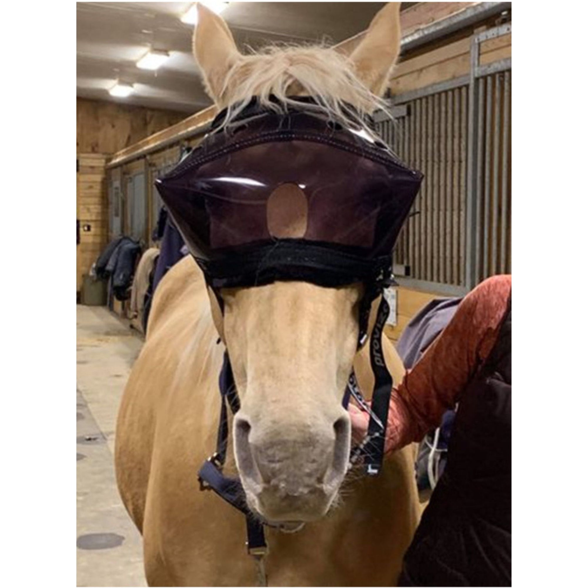 Palomino horse wearing a recovery visor with dark tint and soft edge.