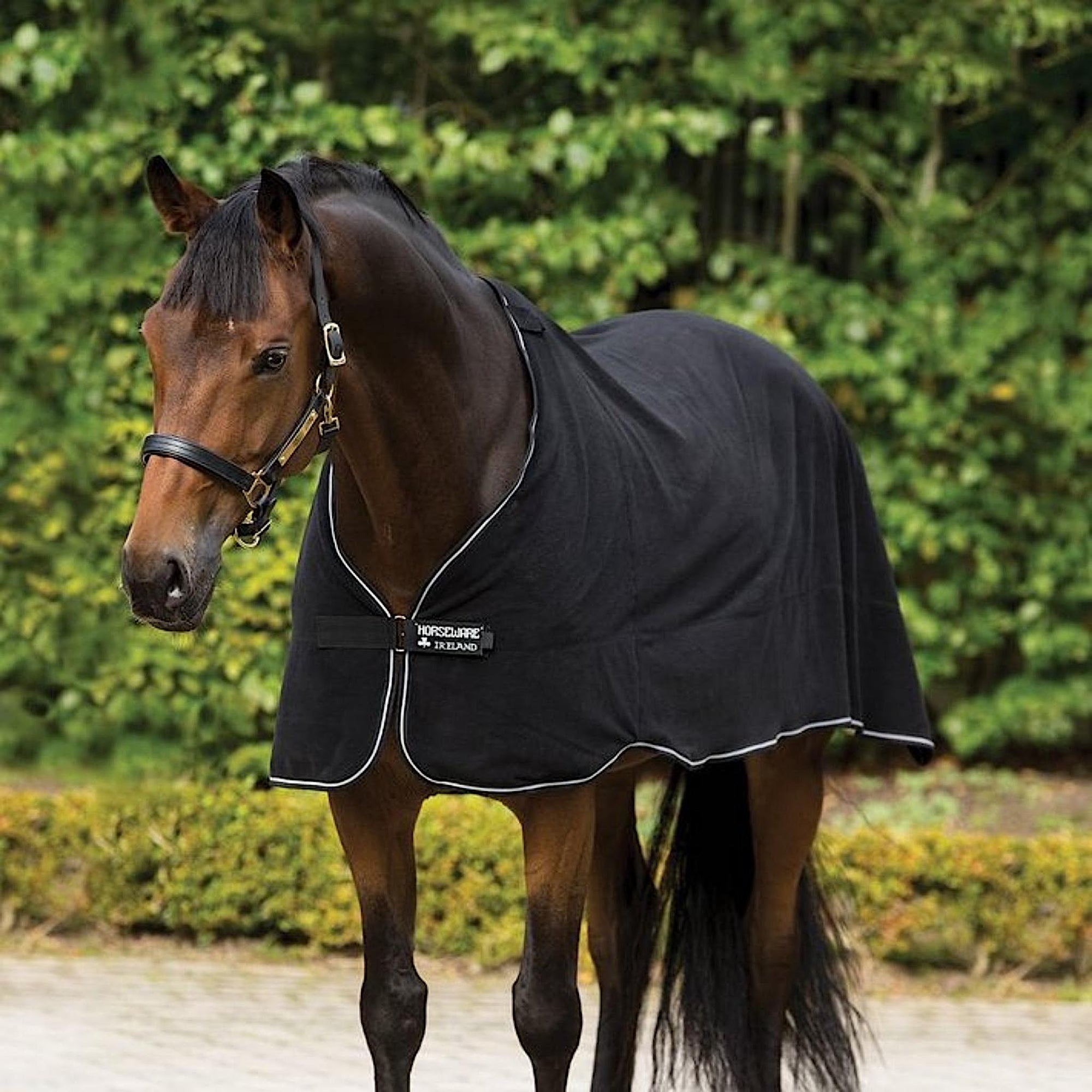 Bay horse wearing black fleece liner with white trim and details.