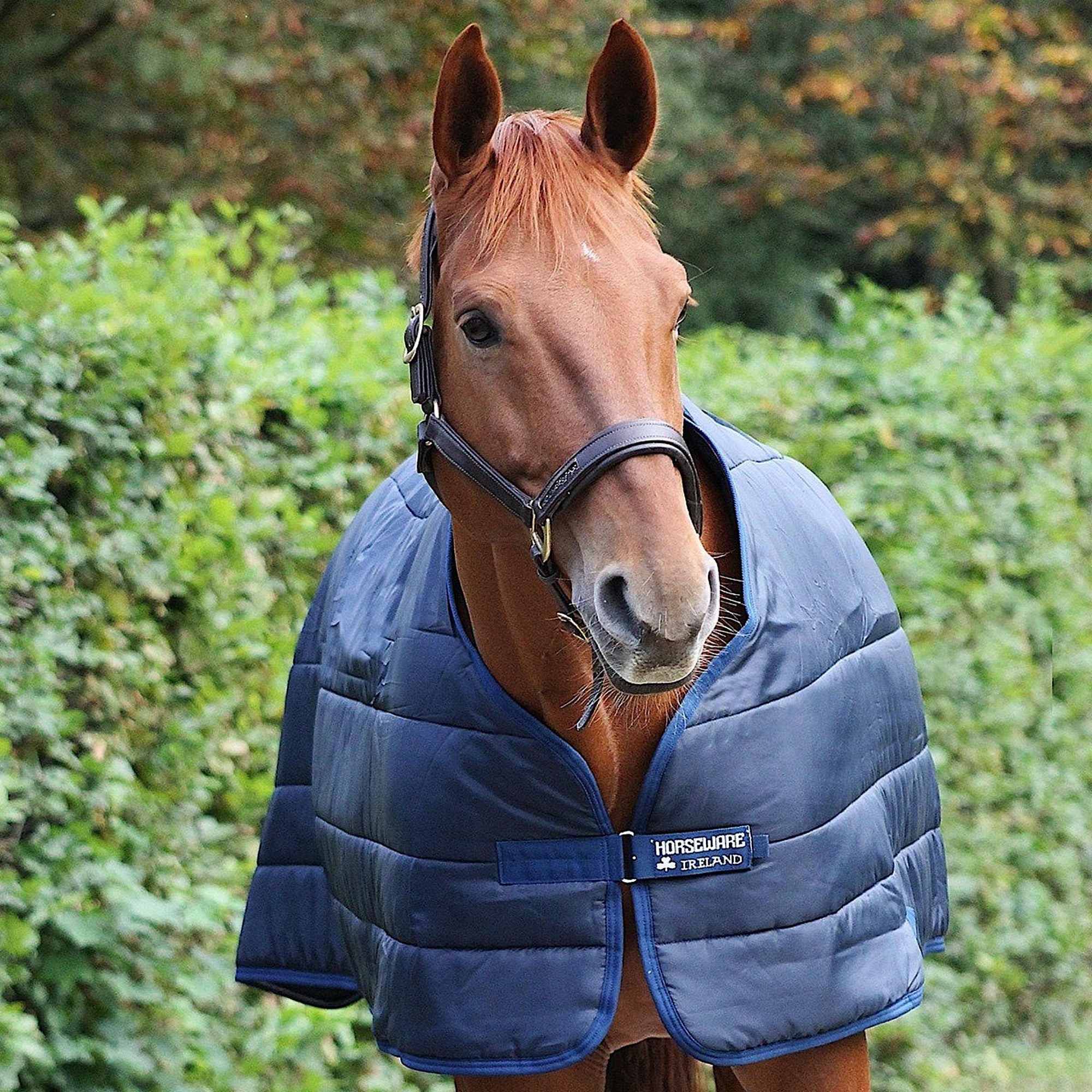 Horse wearing rug liner that is navy in colouring, with navy trim.