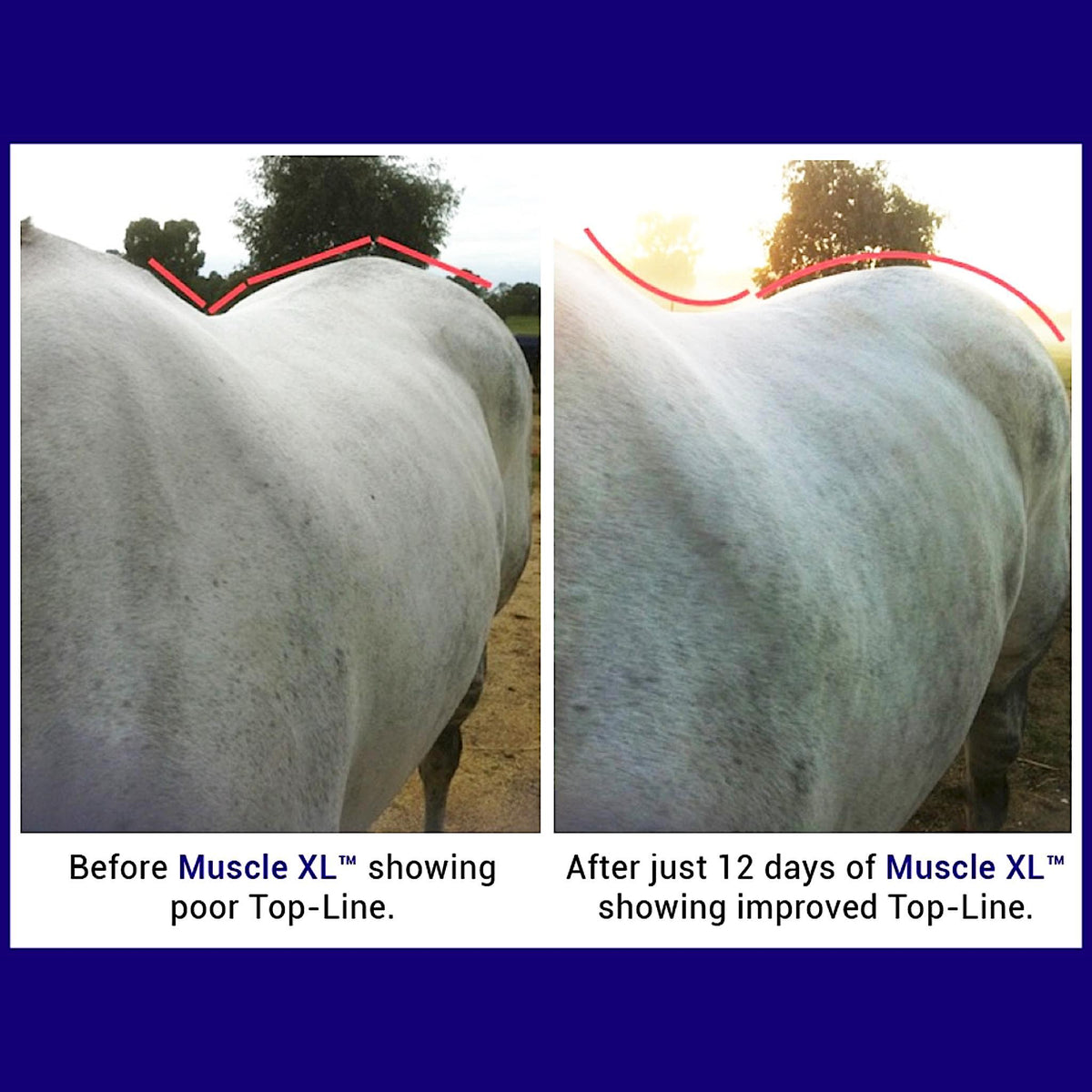Before and after photos of horse&#39;s top-line prior and post the product.