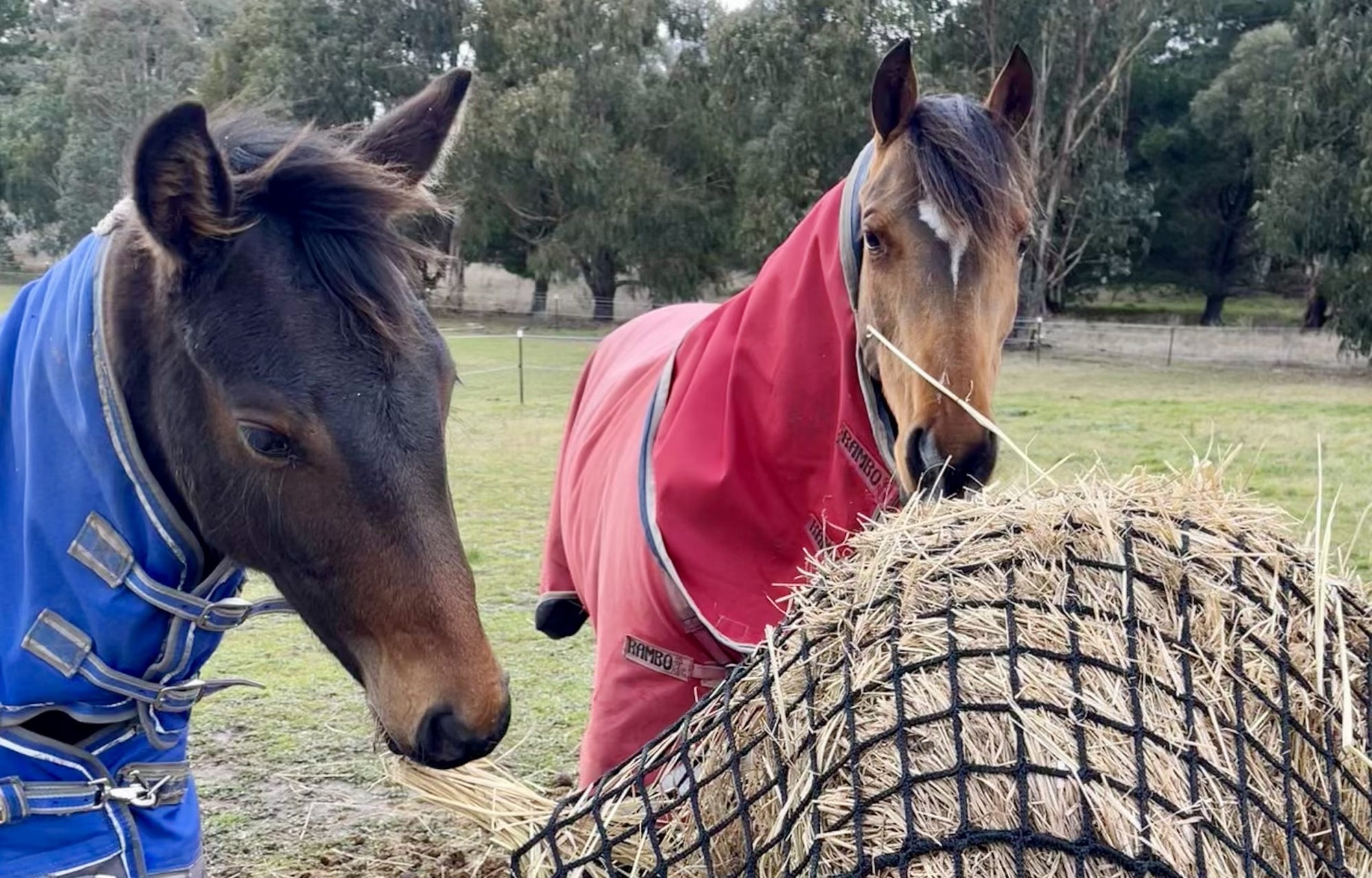 Keeping your horse warm with hay