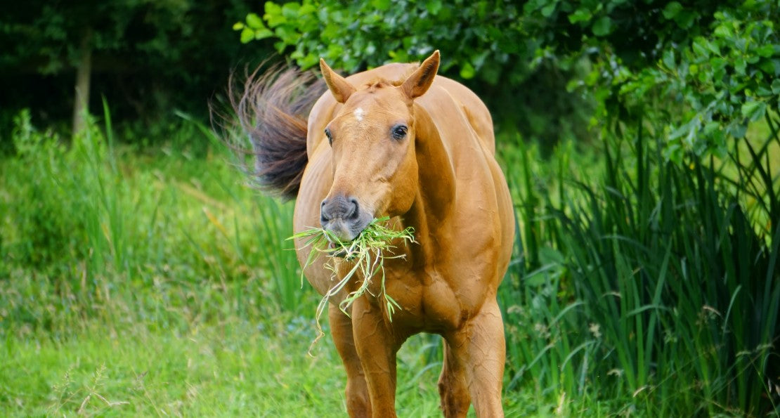 Keeping your horses healthy this spring