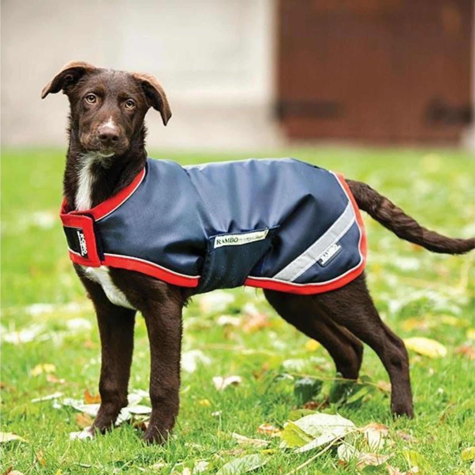 Puppy wearing the rambo dog rug