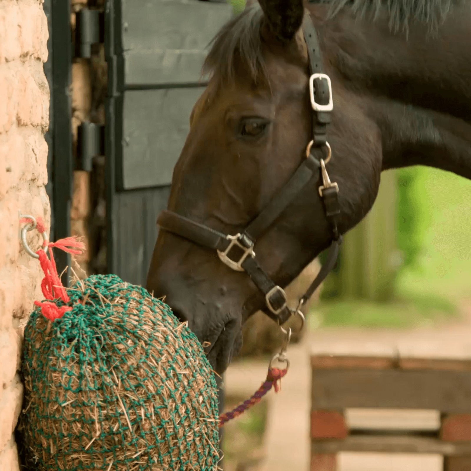 Horse eating out of a slow feed hay net