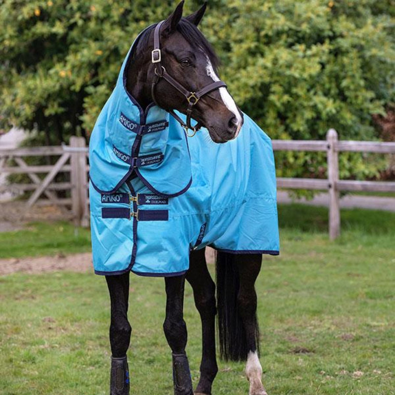 Black horse wearing light blue rug