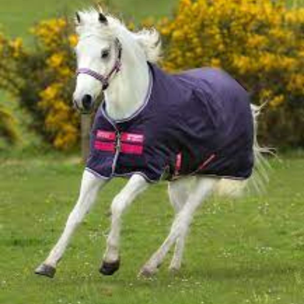 Purple rug with pink binding on grey pony