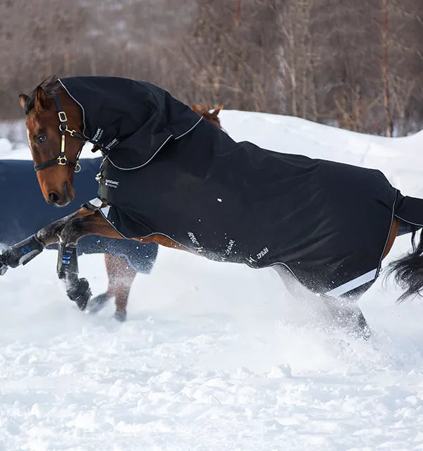 Horse playing in snow wearing black rug