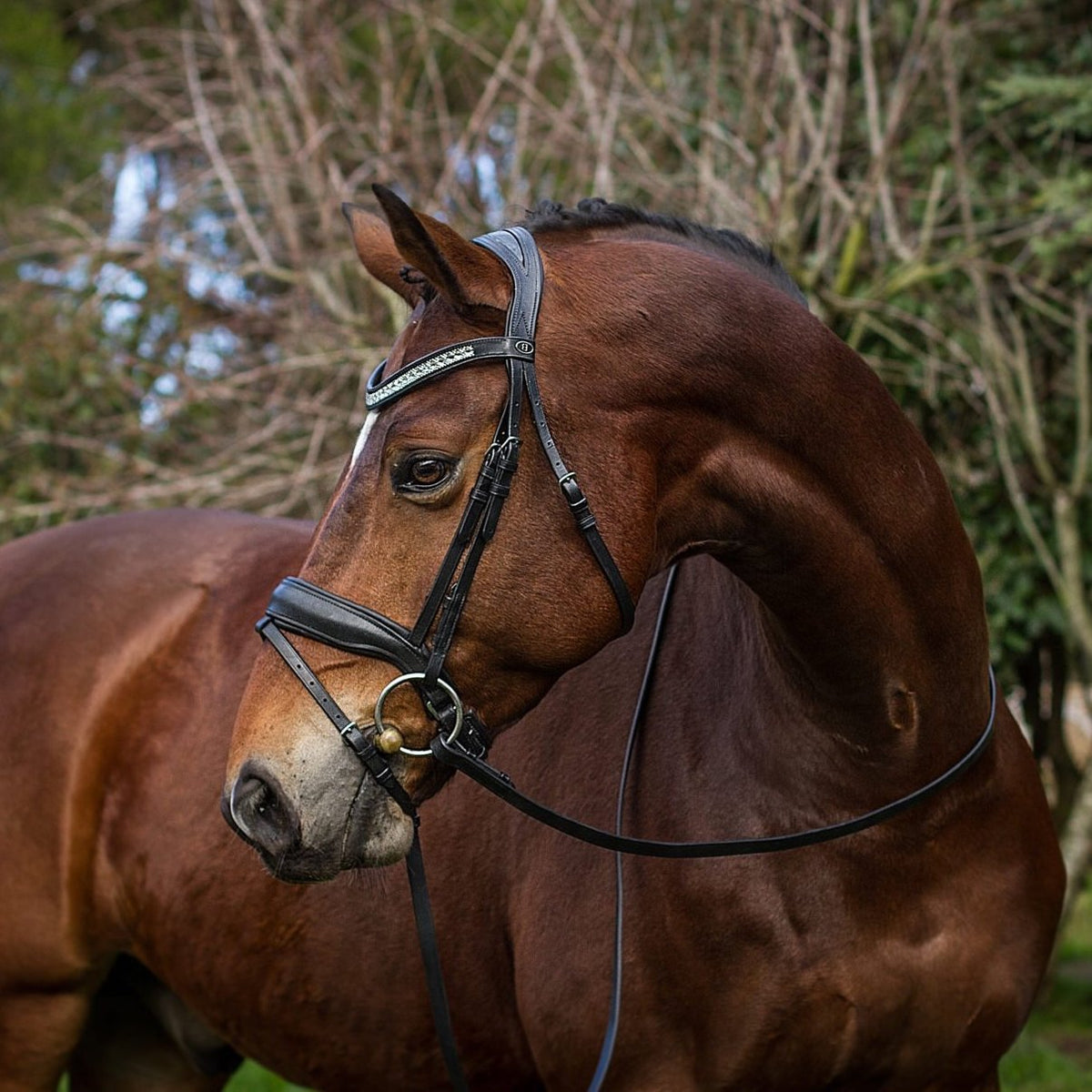 Bay horse wearing black leather majesty bridle, with diamante brow band.