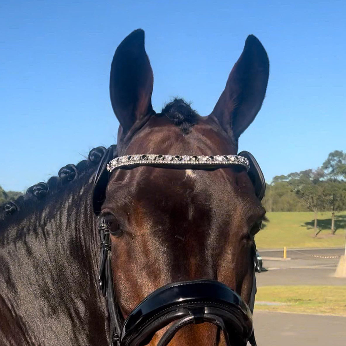 Emma browband on the beautiful bay brumby phoenix 