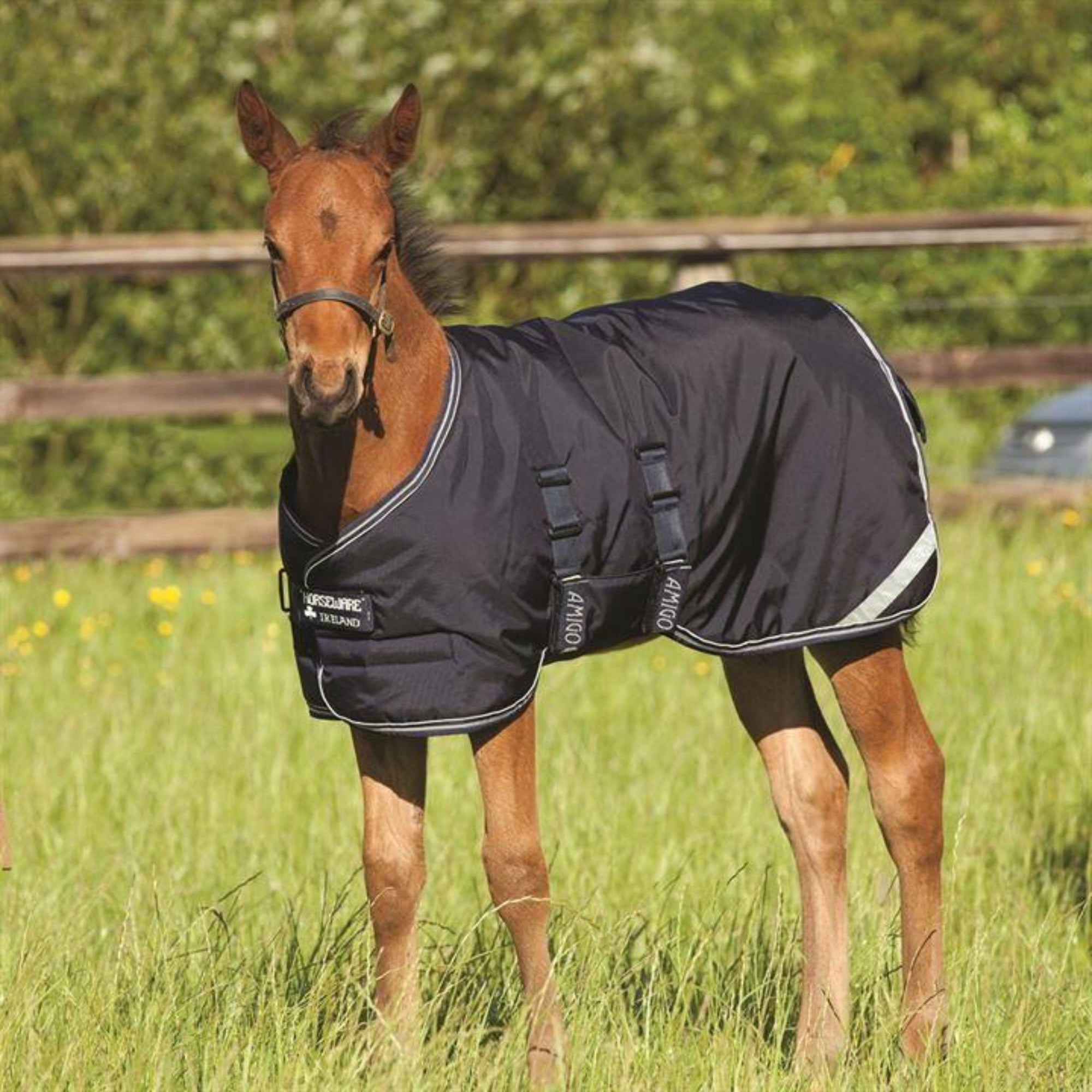 Little bay foal with a black foal rug on