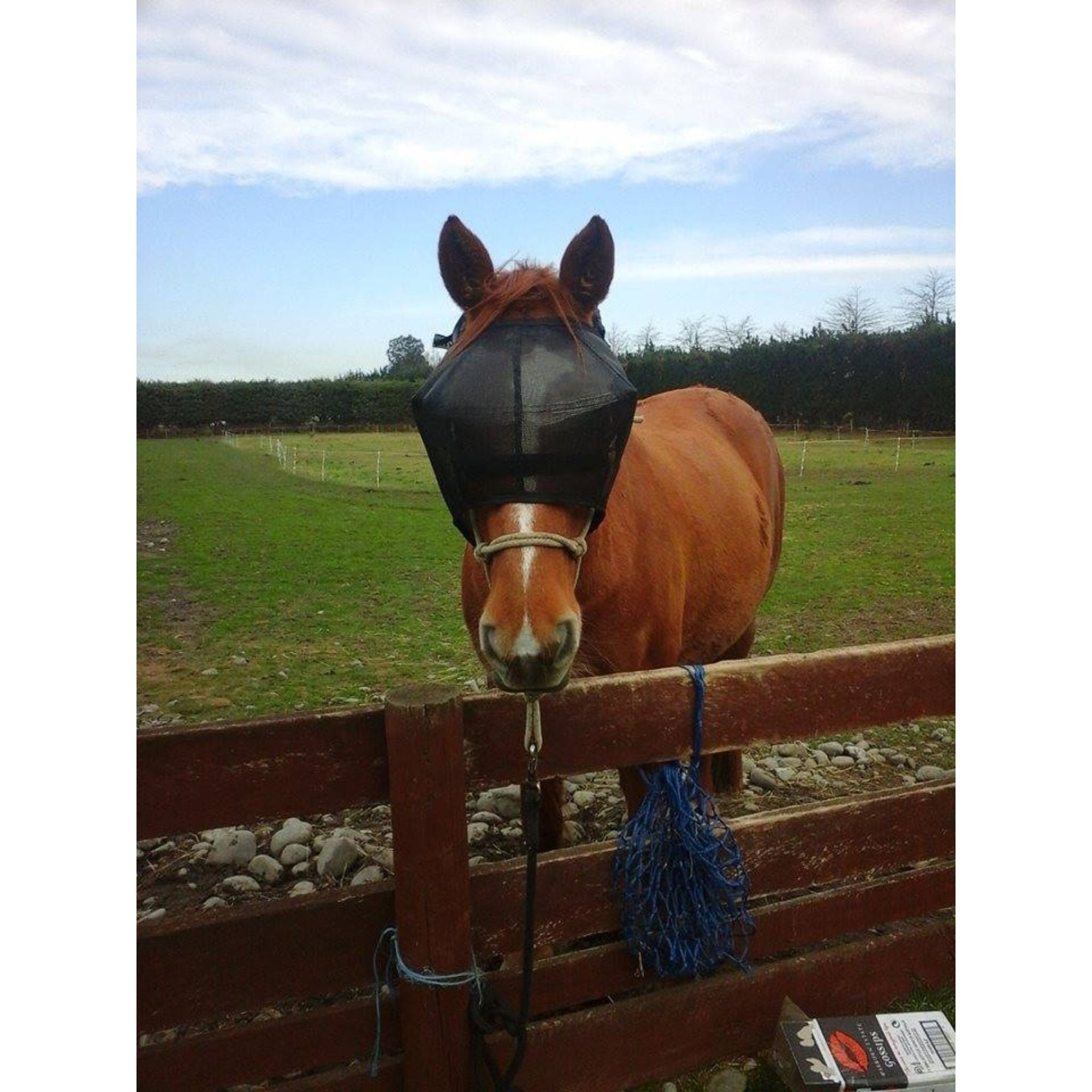 Horse wearing recovery visor with fly mask jacket on top.