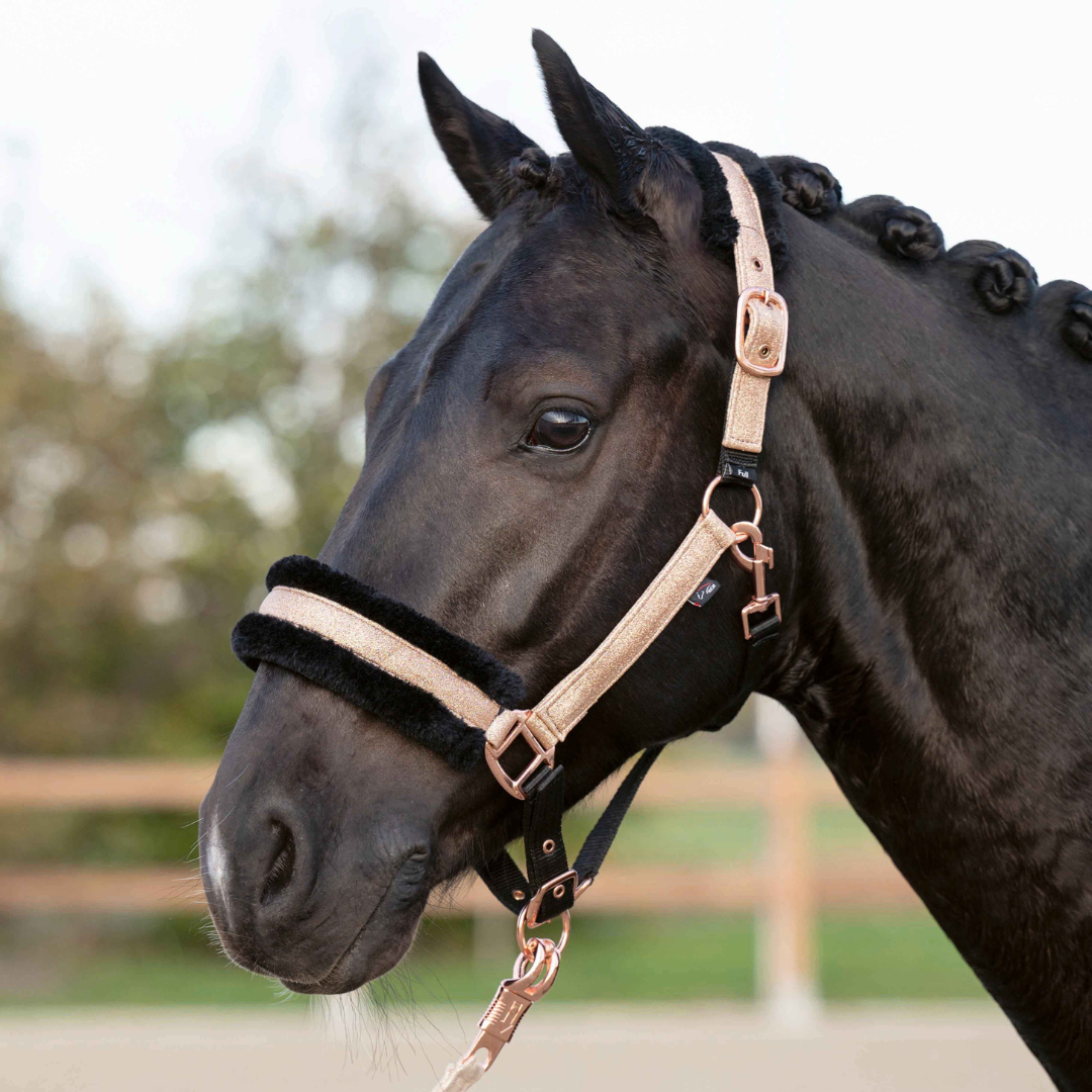 black horse with rose gold glitter halter