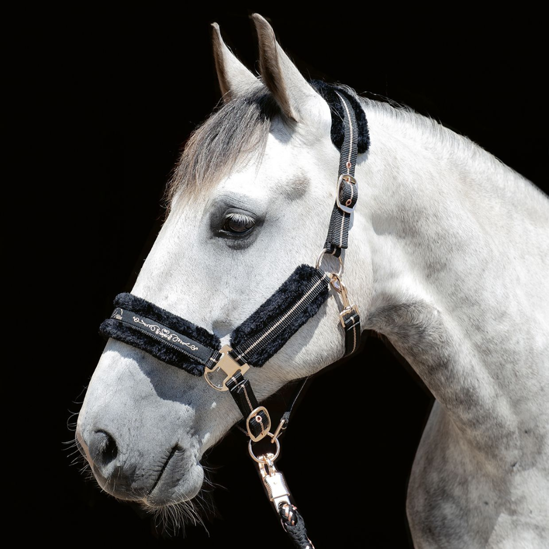 grey horse wearing black and rose gold head collar