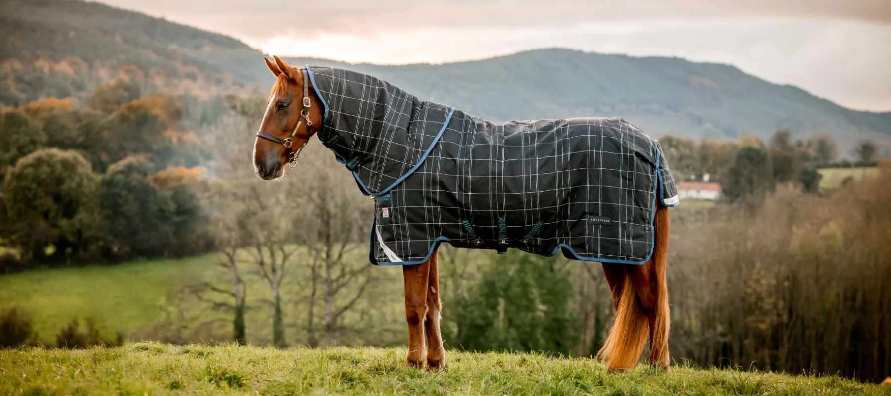 Horse in paddock