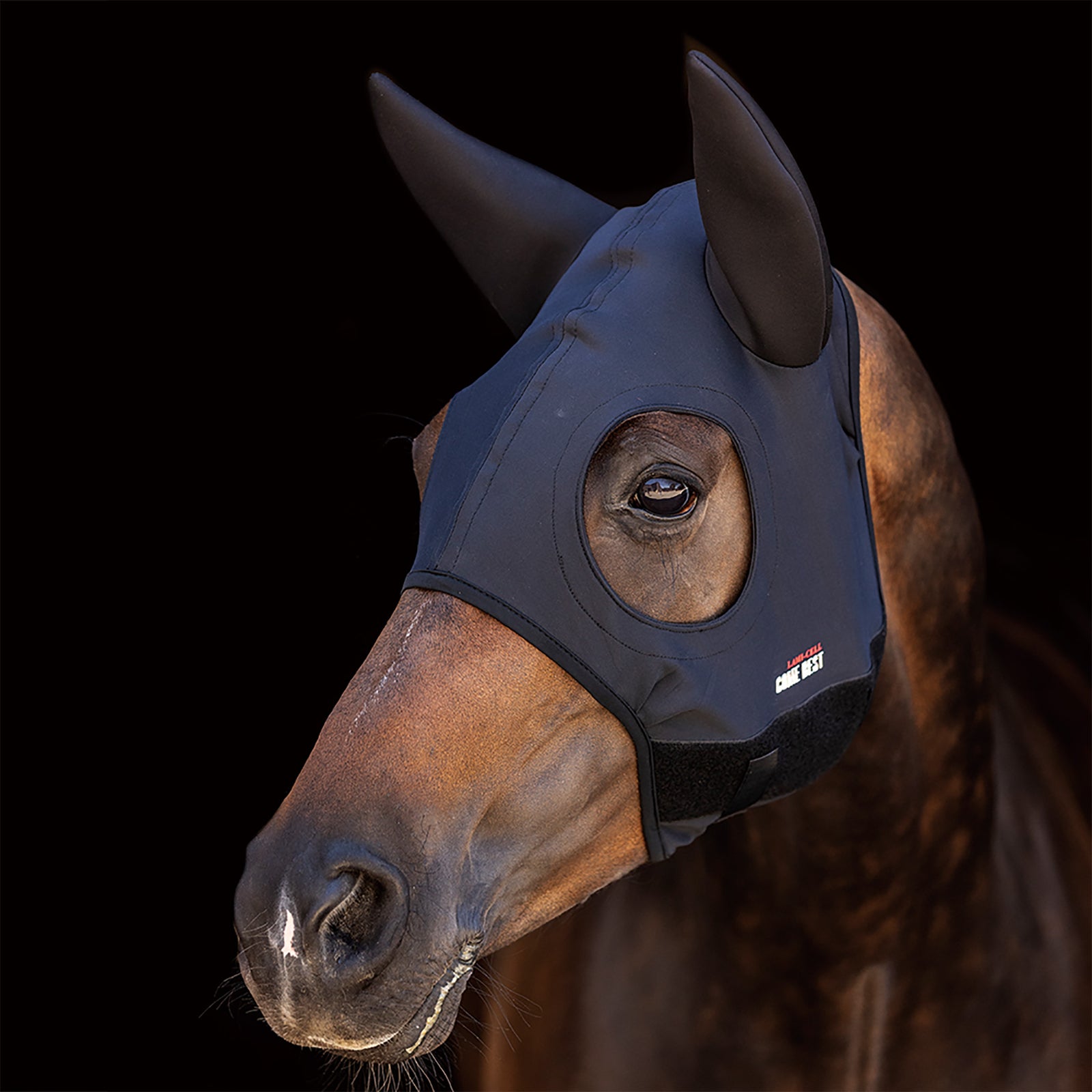 Black compression hood on bay horse
