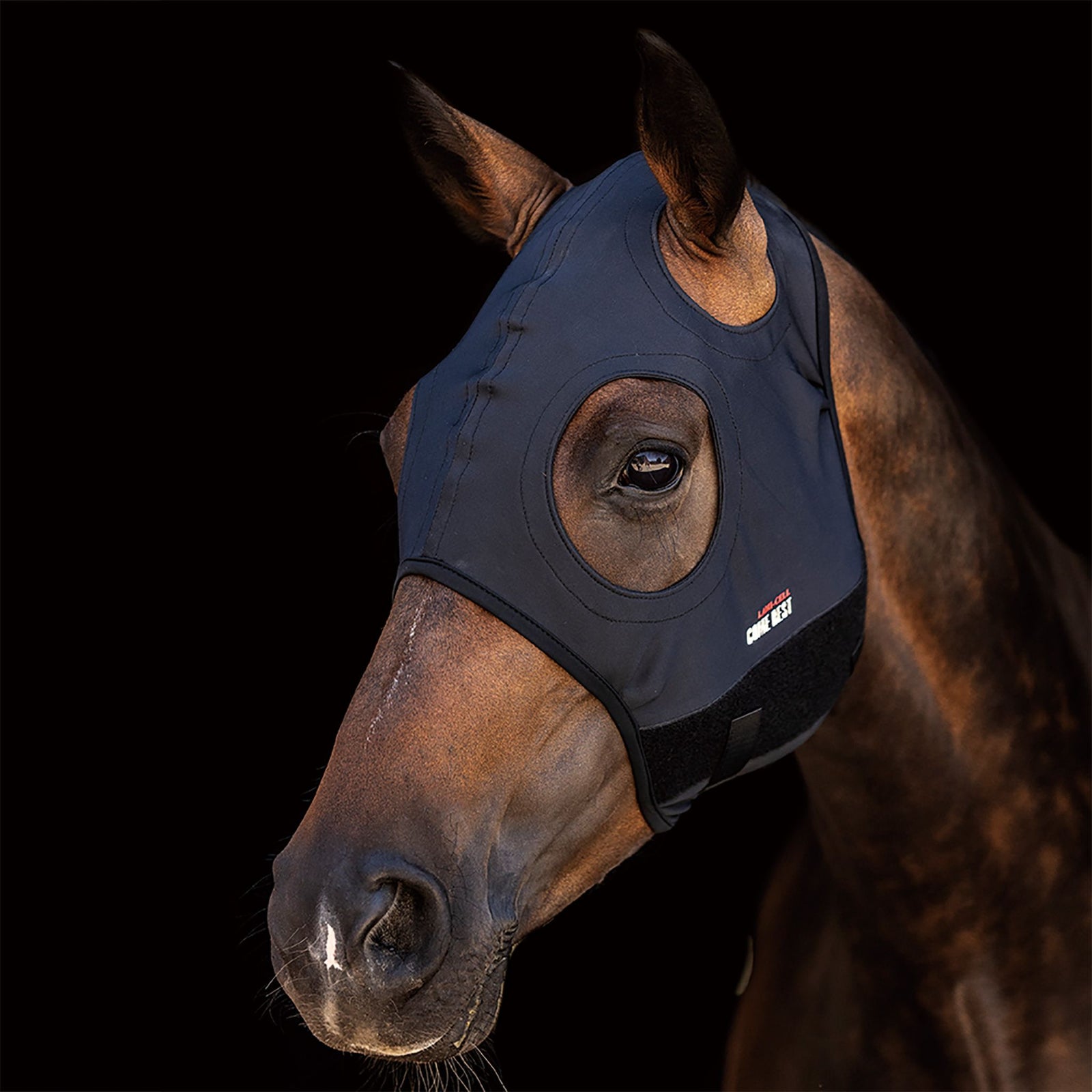 Black compression hood on bay horse