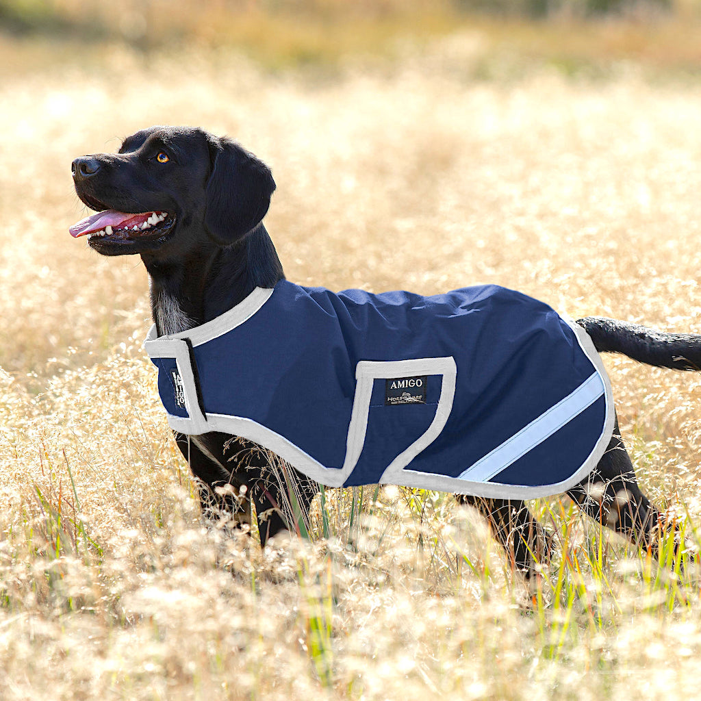 Blue and white rug on black labrador dog