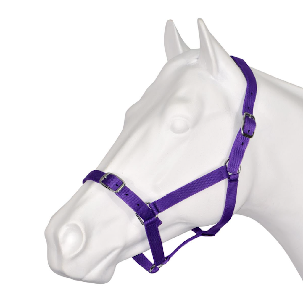 purple webbing halter with buckles