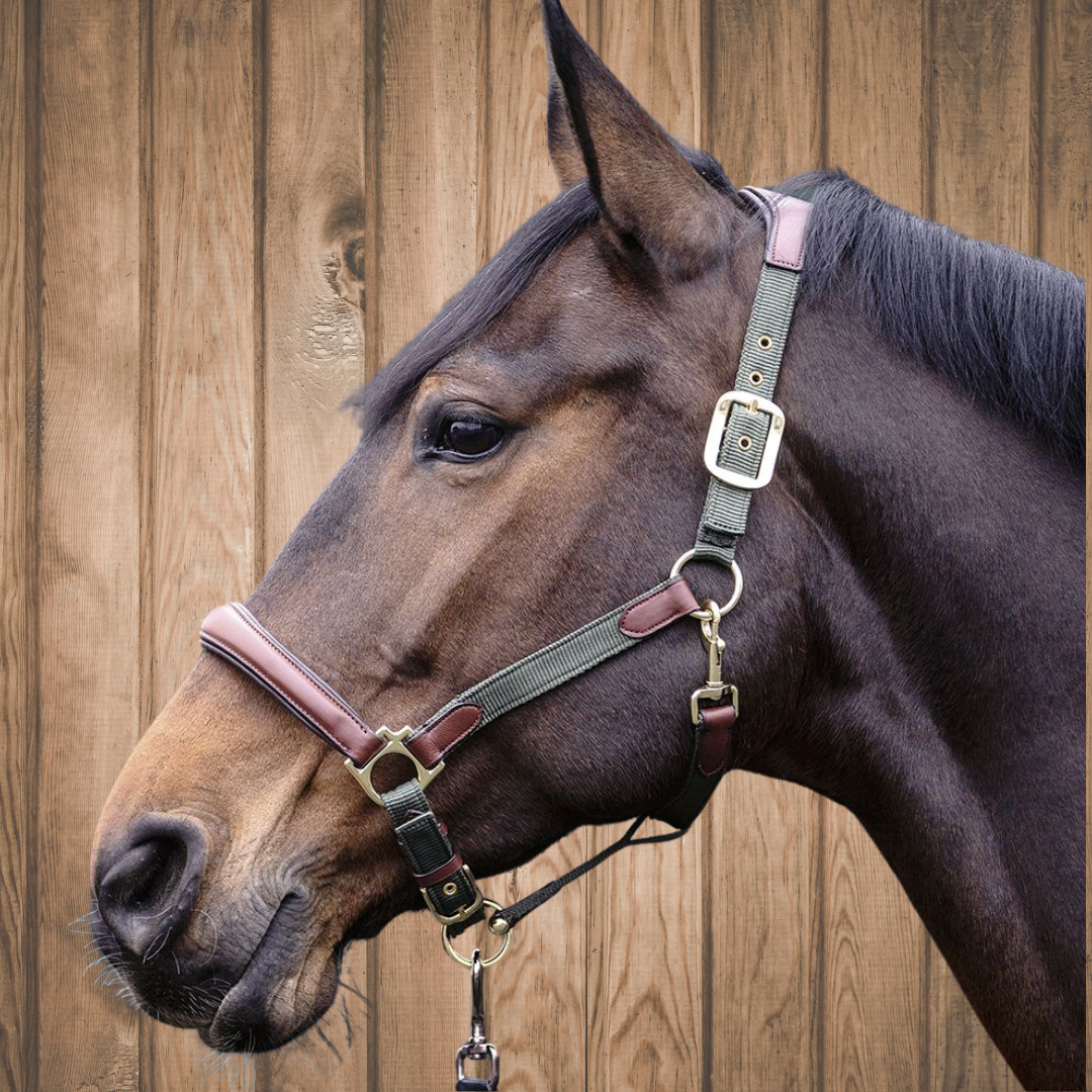 luna-hunter-halter-on