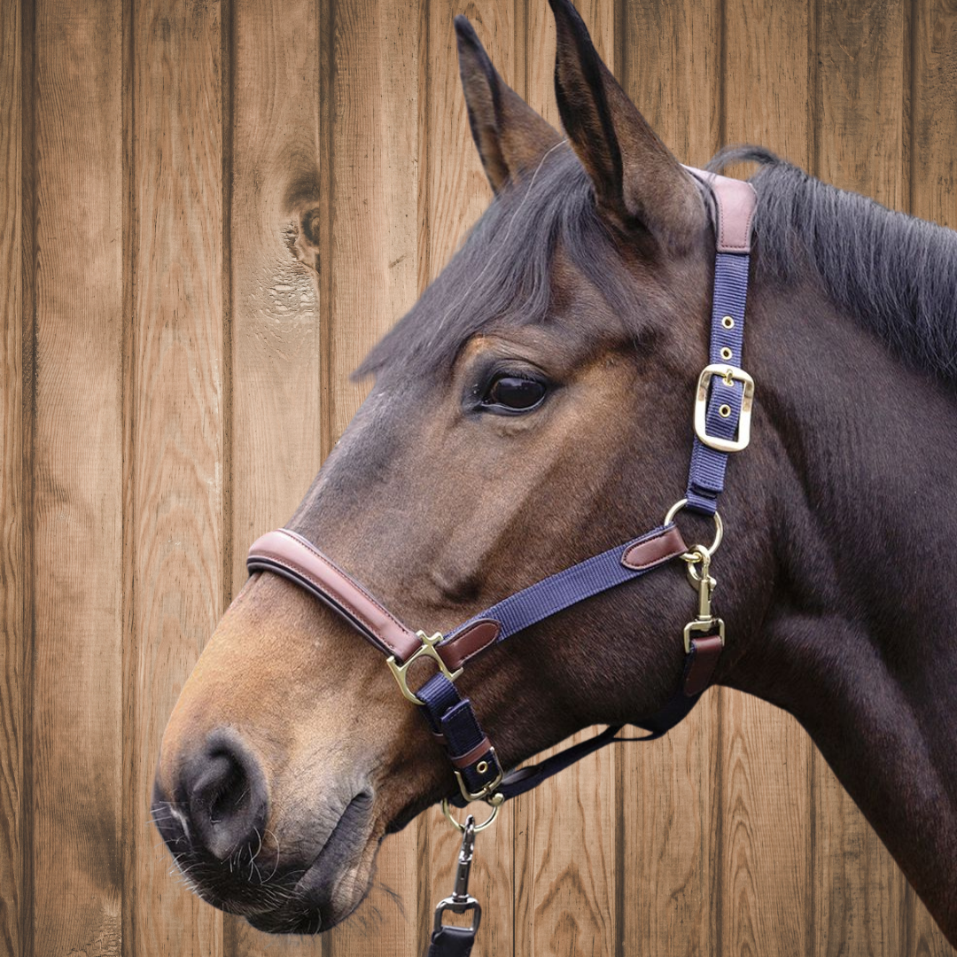 Luna Leather and Webbing Halter