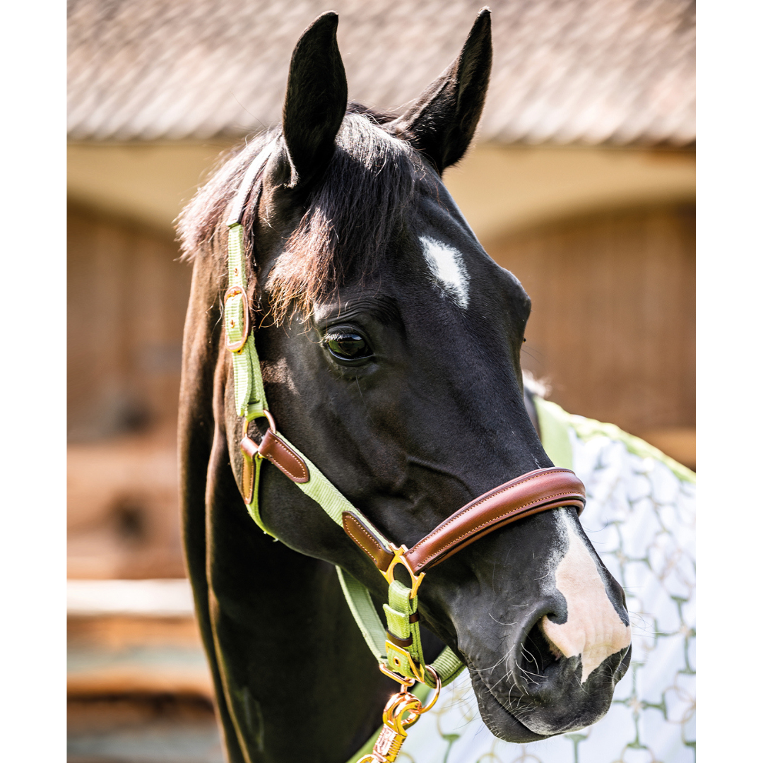 Luna Leather and Webbing Halter