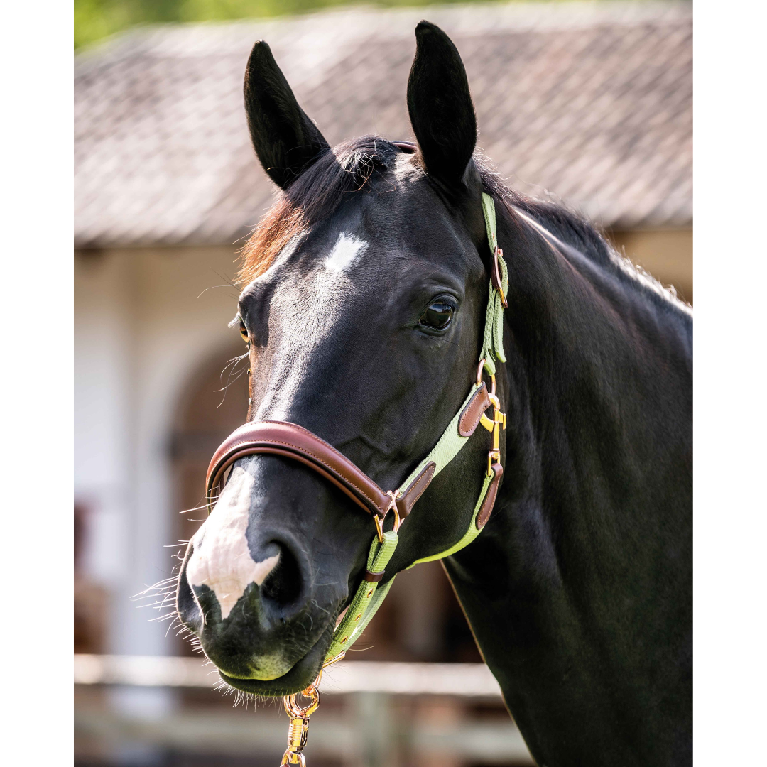 luna-pistachio-halter-on