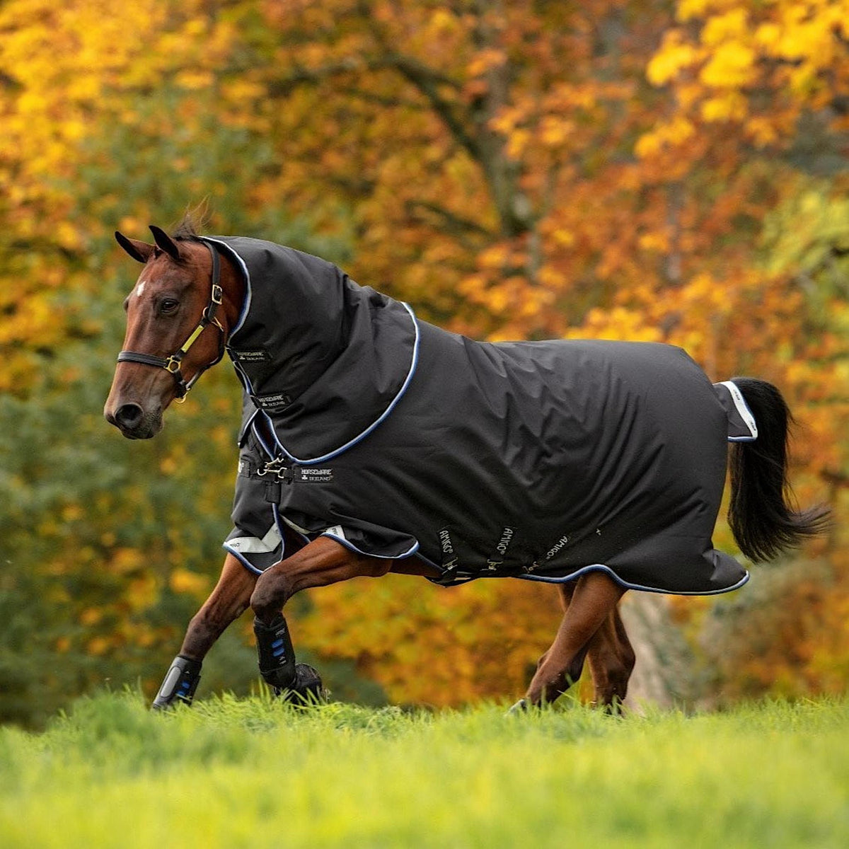 Black winter horse rug with detachable neck.