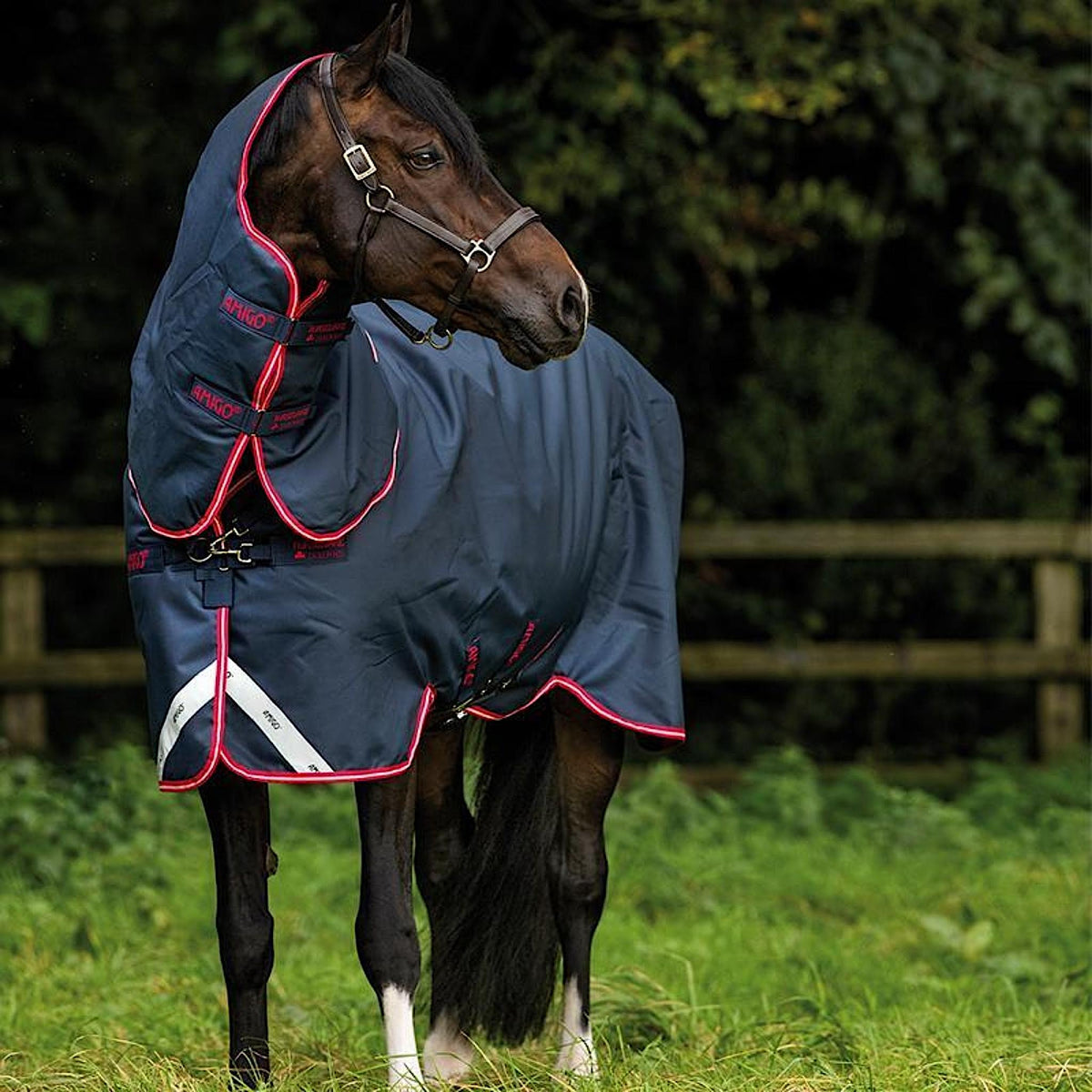 Navy winter horse rug with red and white binding.