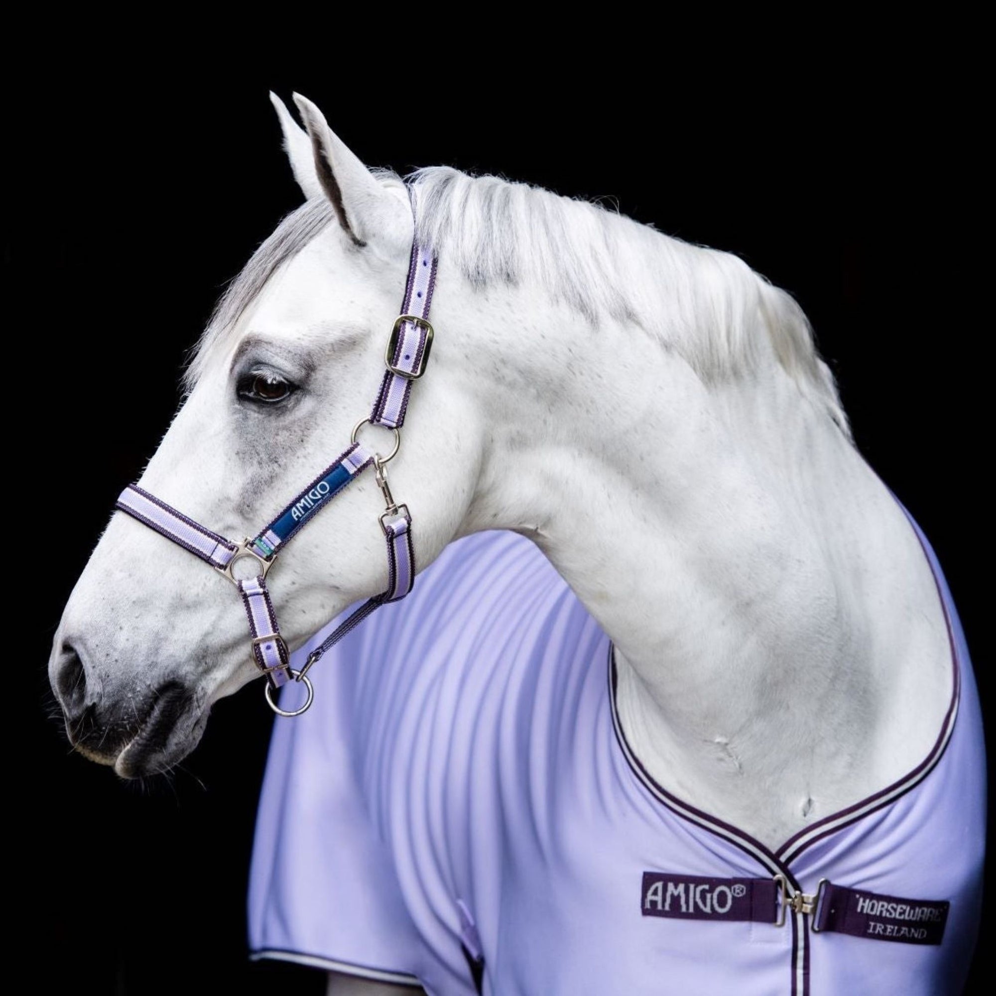 lavender halter, with dark purple and white edging with silver hardware on a grey pony with a matching fleece cooler rug.