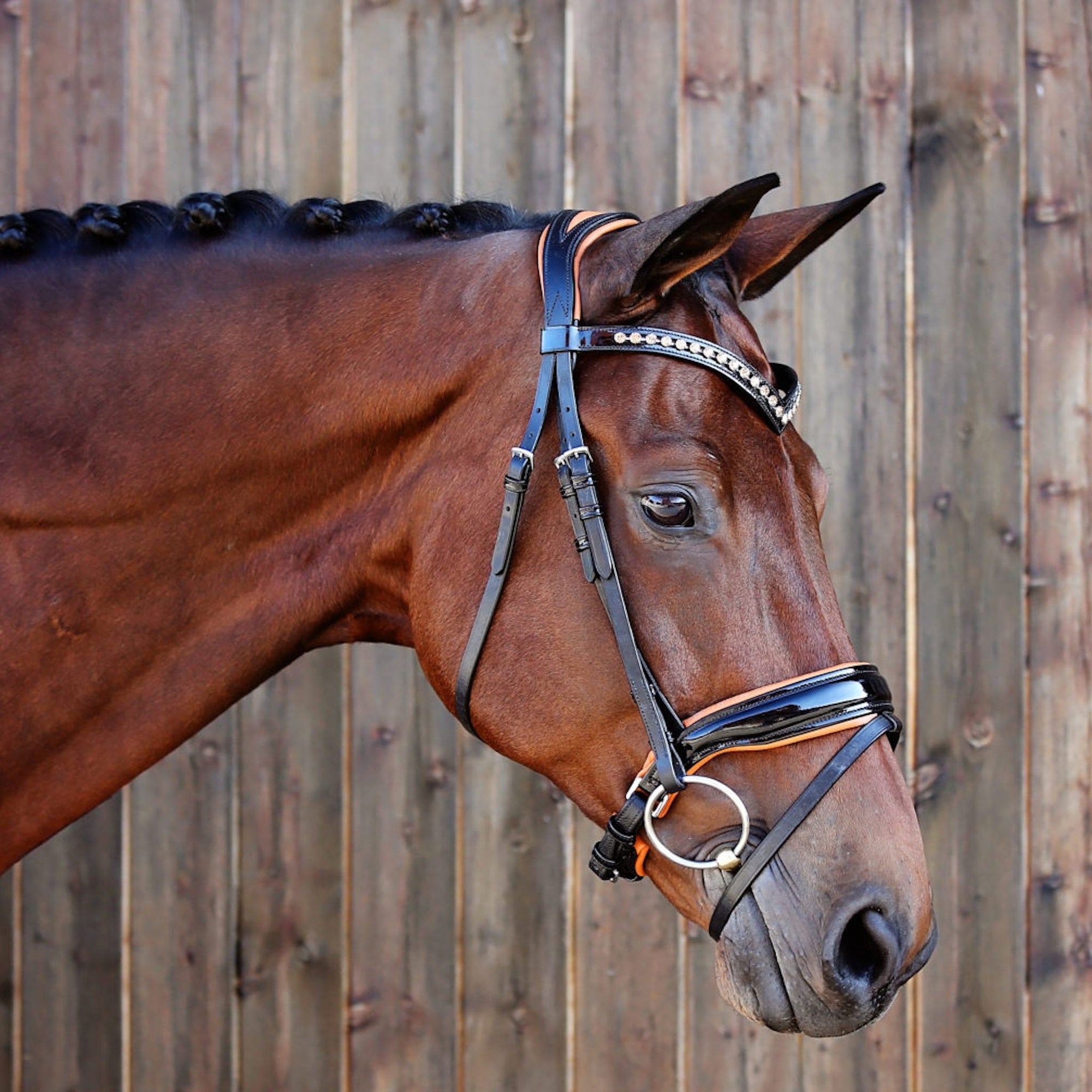 Bay horse wearing black patent leather bridle with orange details.