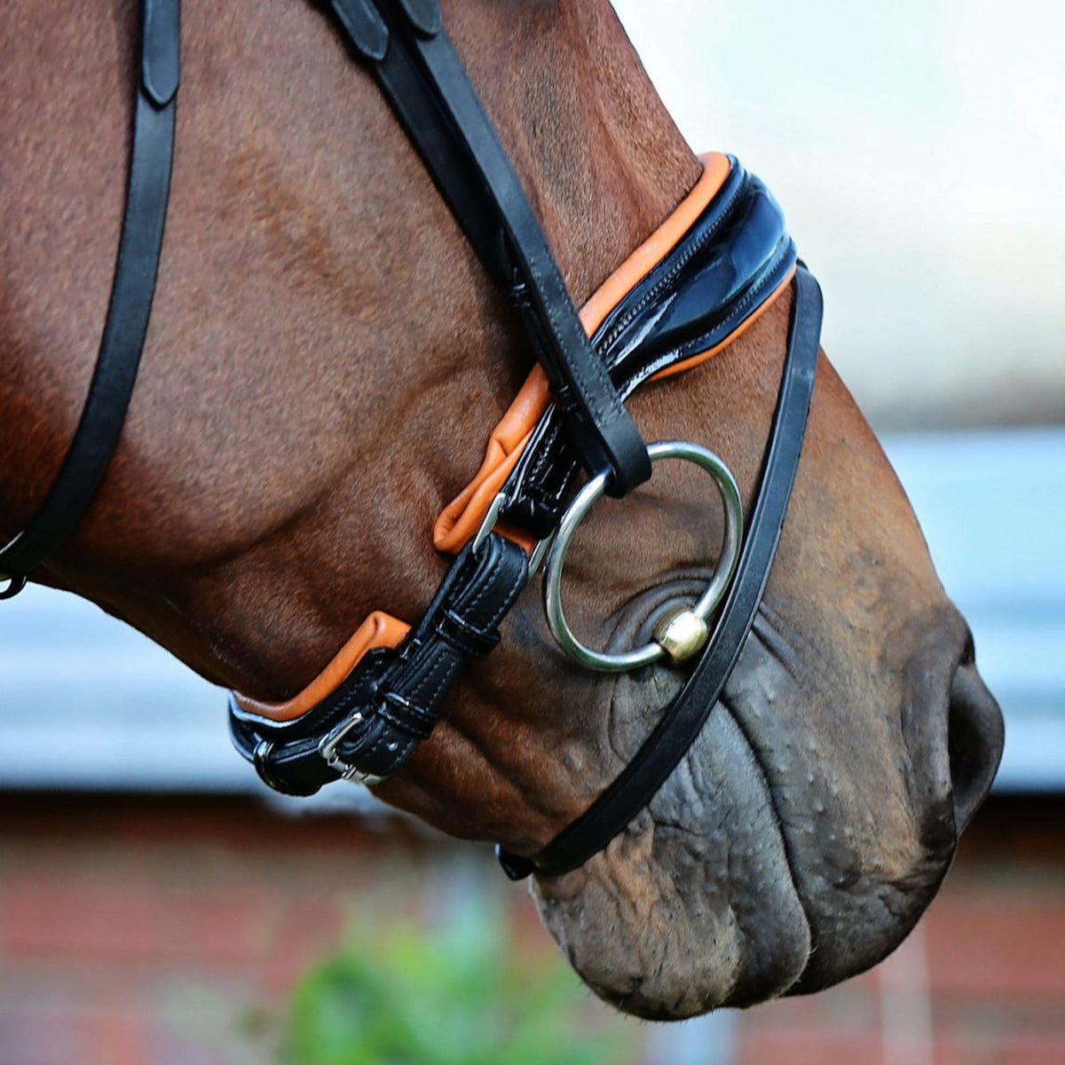 Close up of horse wearing nose band with orange trim and underneath.