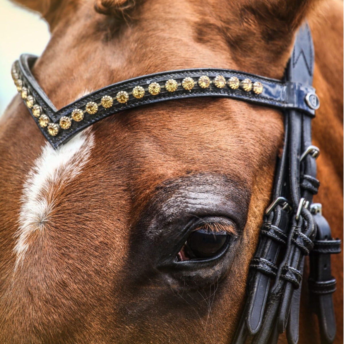 Chestnut horse wearing brow band with row of yellow crystals.