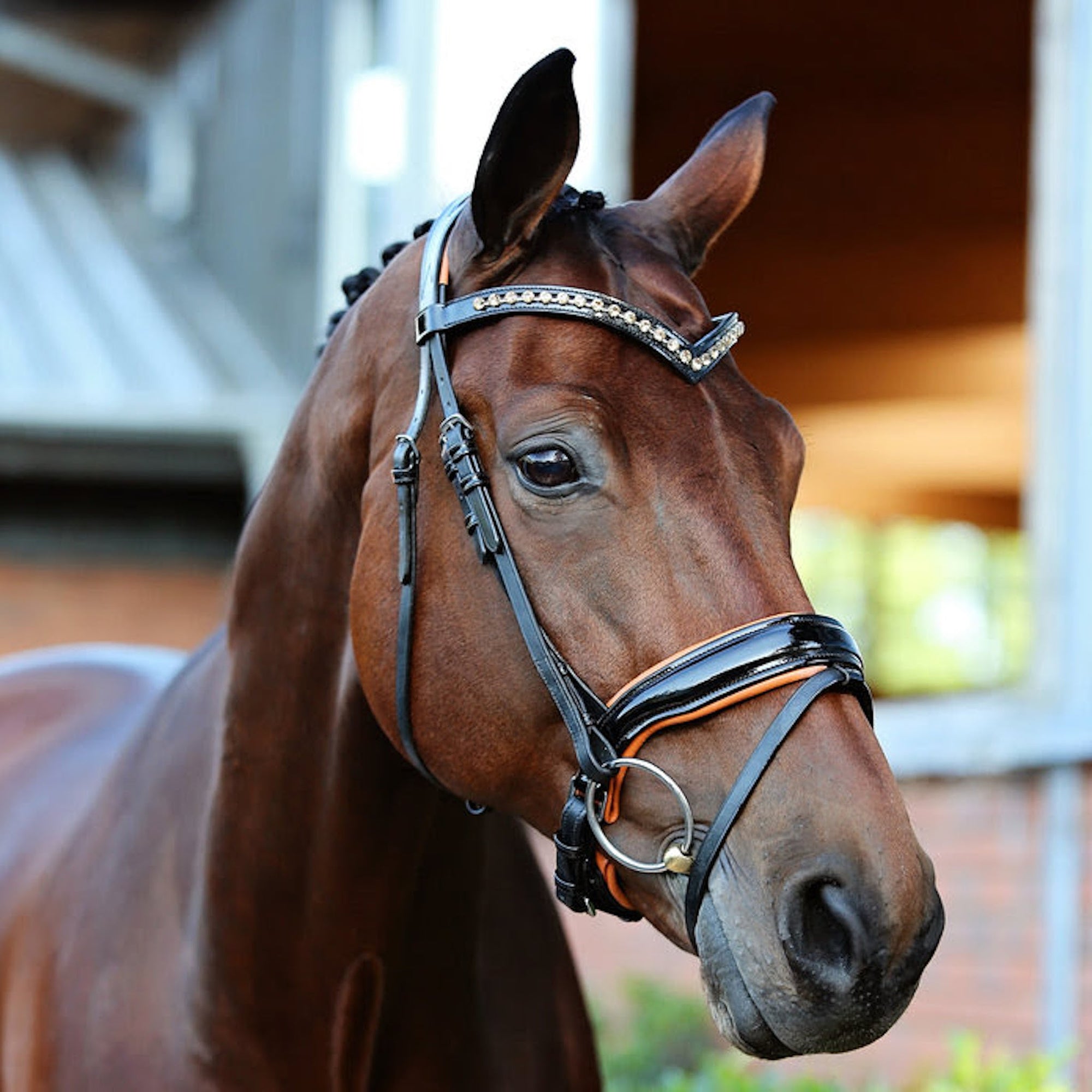 Bay horse wearing black patent leather bridle with orange details.