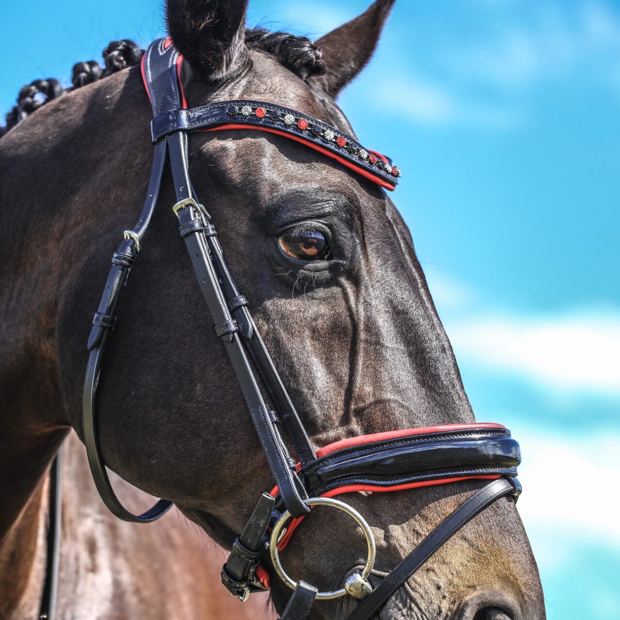 Horse wearing black leather bridle with red detailed nose and brow bands.