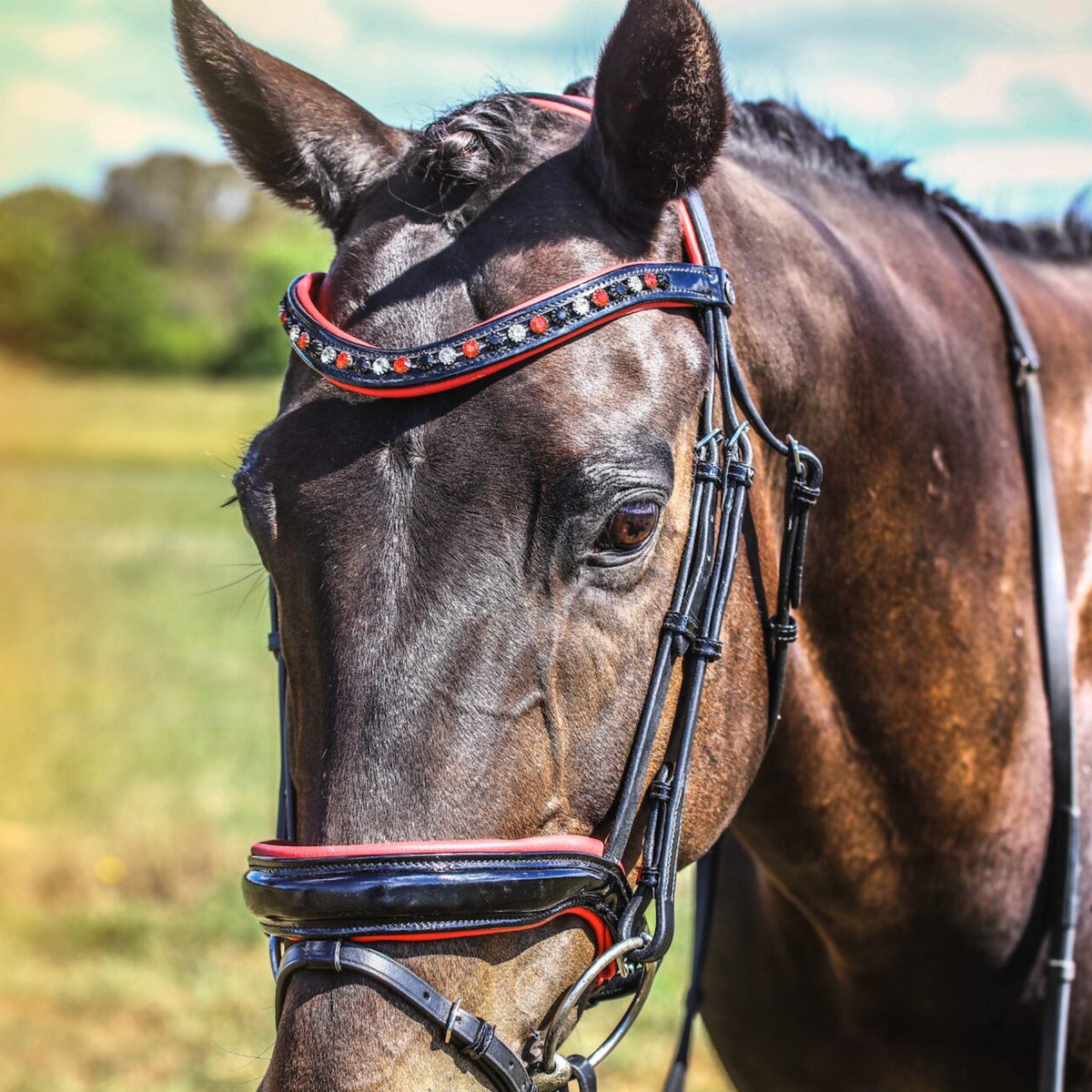 Sideview of horse wearing red and black bridle with black, red and clear crystals.