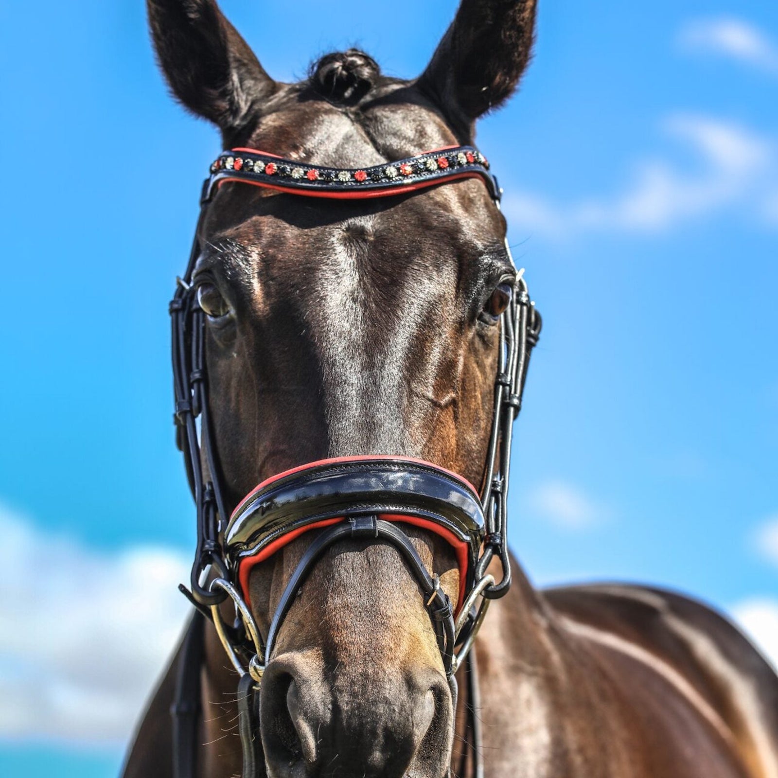 Horse wearing black leather bridle with red detailed nose and brow bands.