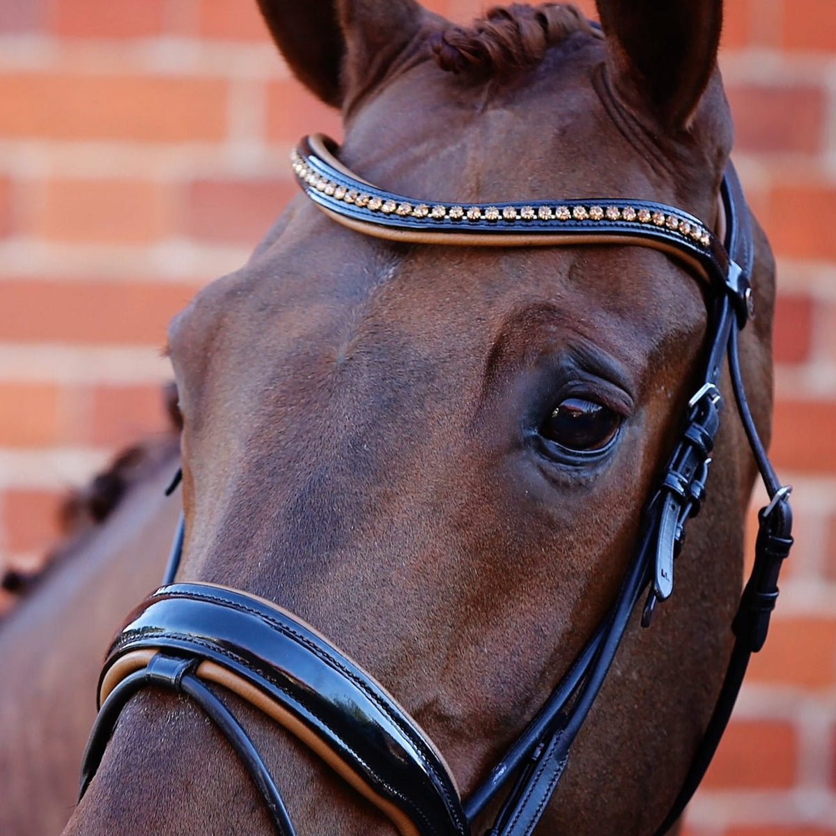 Noble Bridle