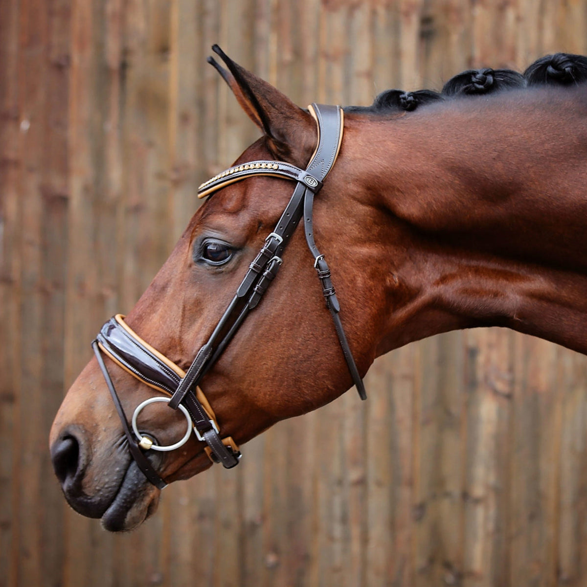 Side view of bridle.