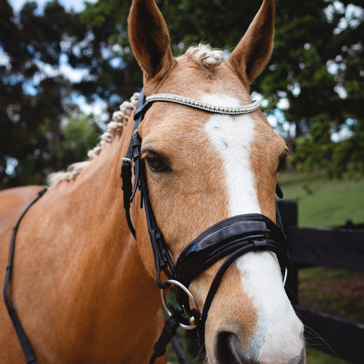 Palomino horse with a black bridle and jewels on the browband.
