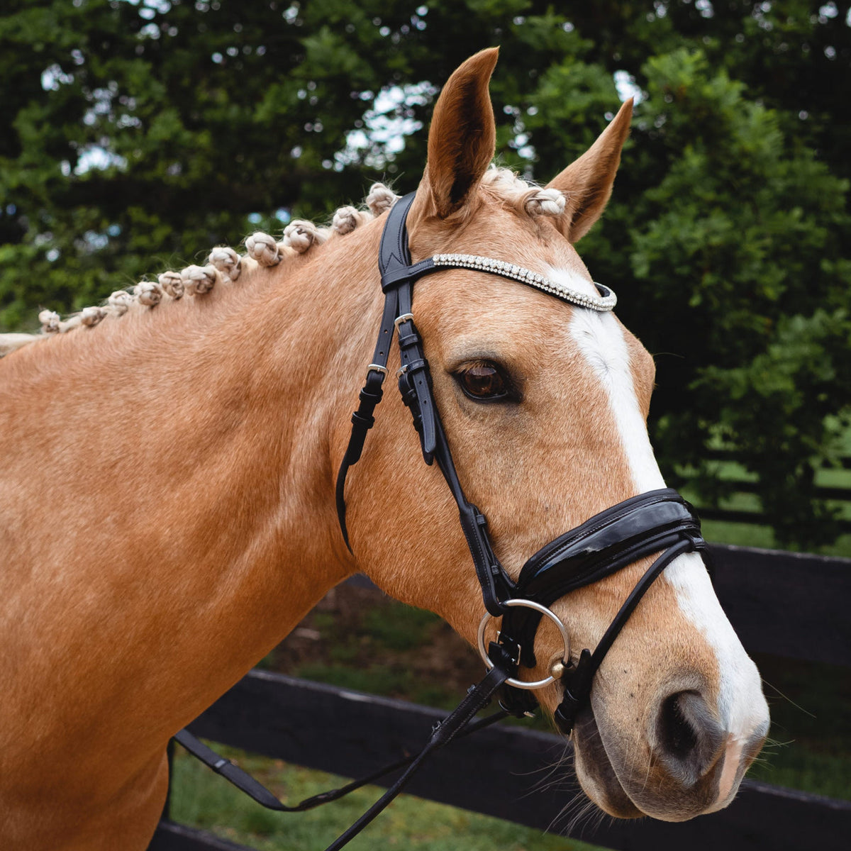 Sideview of Palomino horse wearing black bridle with browband. 