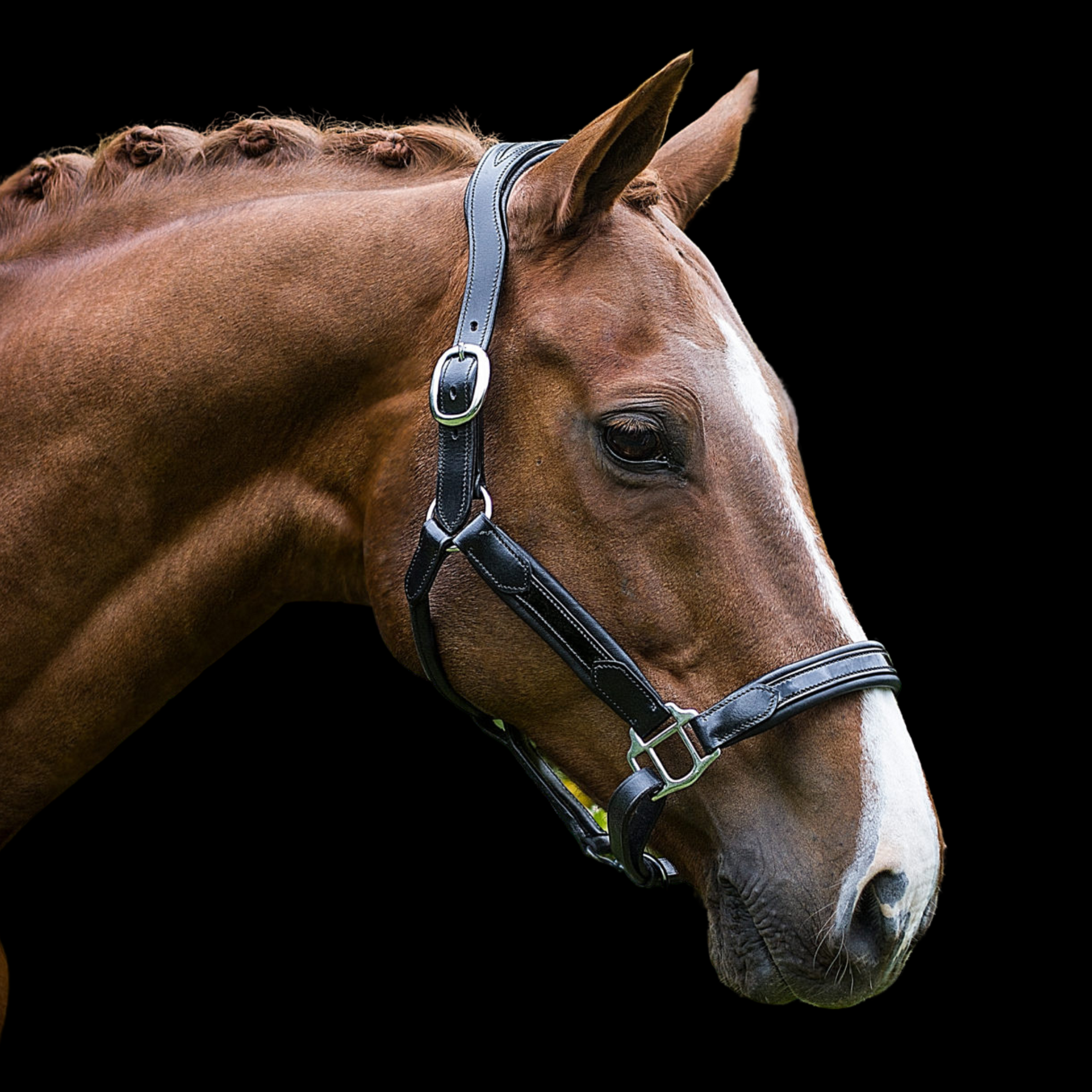 chestnut horse wearing a black leather halter