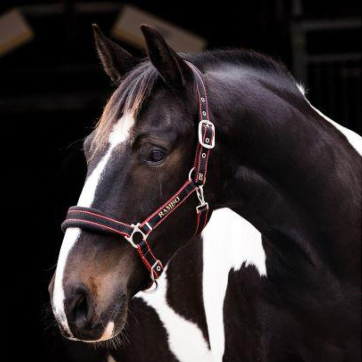 Black webbing halter with orange stripes and black fleece padding.