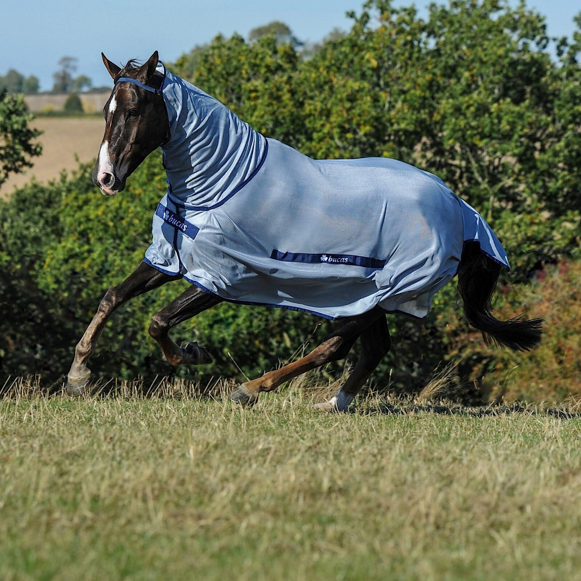 Horse wearing silver fly rug with matching neck piece and navy trim.