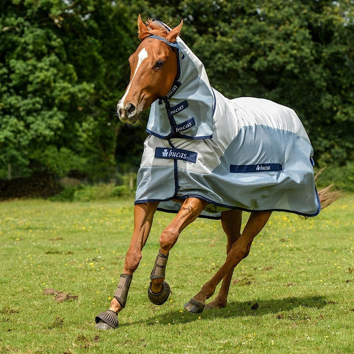 Horse wearing grey fly rug with waterproof top line and navy details.