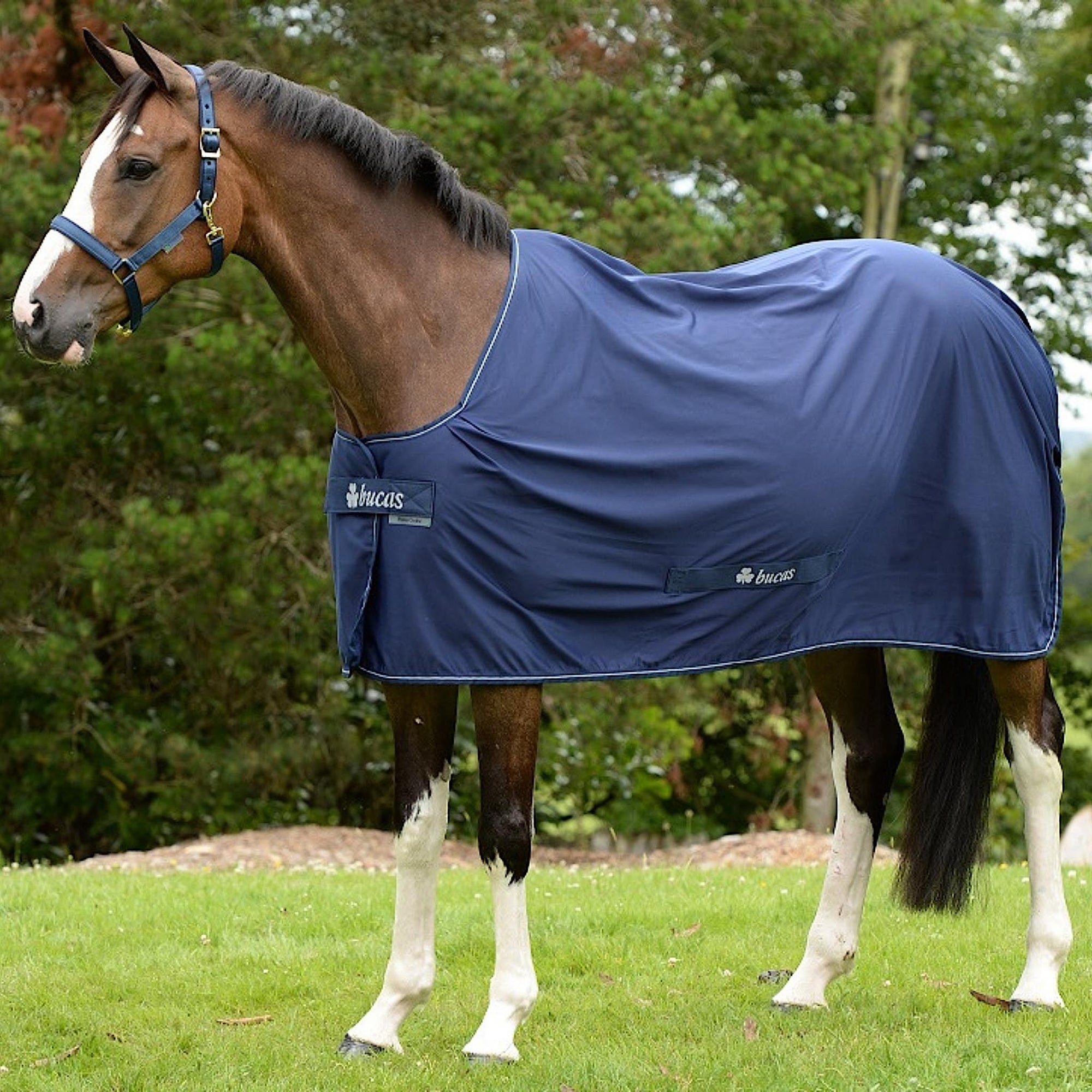 Horse wearing navy power cooler rug with subtle white details.