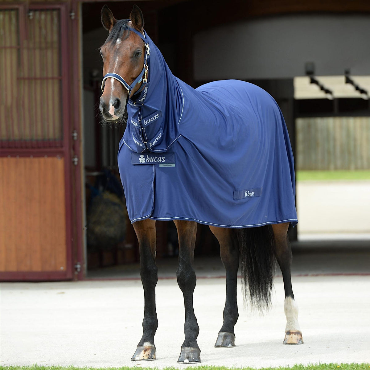 Horse wearing navy power cooler combo rug with subtle white details.